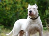 Gerçek Hakiki Dogo Argentino Yavrularımız