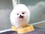 Ayı Surat Pomeranian Boo Yavrularımız