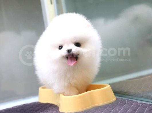 Ayı Surat Pomeranian Boo Yavrularımız