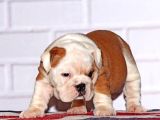 İngi̇li̇z Bulldog Yavru