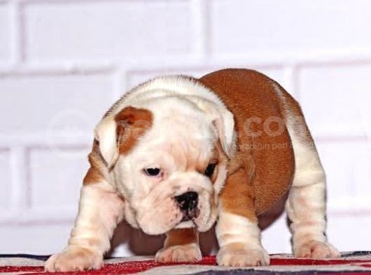 İngi̇li̇z Bulldog Yavru görsel