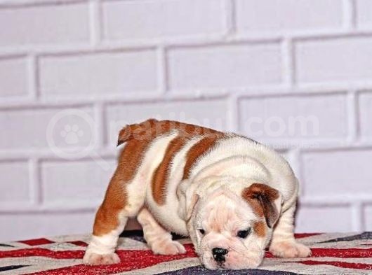 İngi̇li̇z Bulldog Yavrular Tesli̇me Hazır görsel