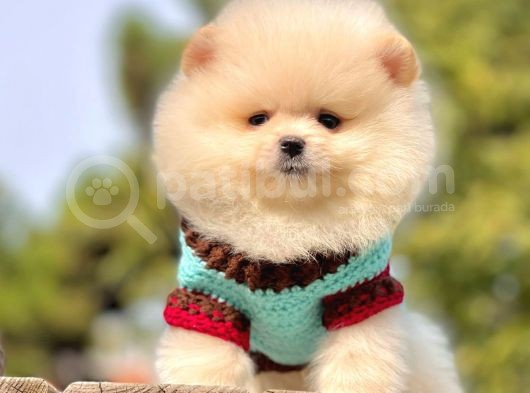 Safkan Pomeranian Boo Yavrularımız görsel