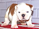 İngi̇li̇z Bulldog Yavrular Tesli̇me Hazır