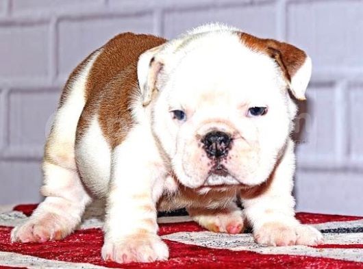 İngi̇li̇z Bulldog Yavrular Tesli̇me Hazır görsel