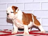 Yavru English Bulldog