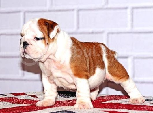 Yavru English Bulldog görsel