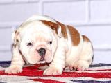 İngi̇li̇z Bulldog Yavrular Tesli̇me Hazır