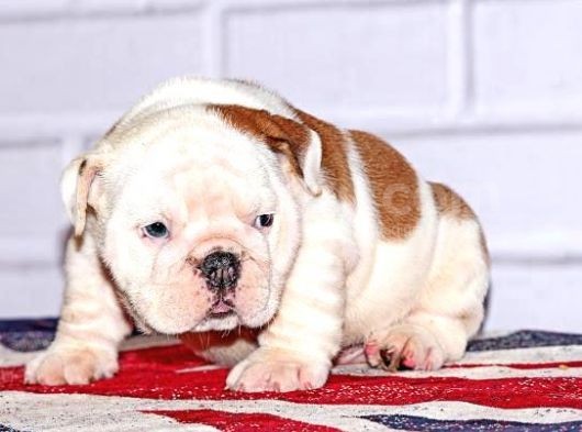 İngi̇li̇z Bulldog Yavrular Tesli̇me Hazır görsel