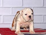 İngi̇li̇z Bulldog Yavrular Tesli̇me Hazır