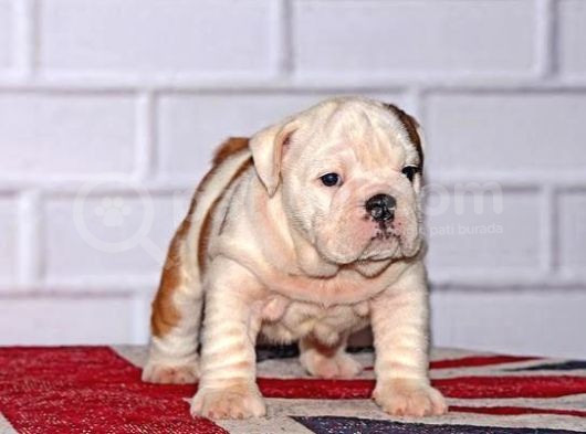 İngi̇li̇z Bulldog Yavrular Tesli̇me Hazır