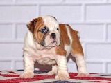 Yavru English Bulldog