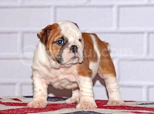 Yavru English Bulldog görsel