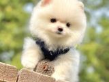 Safkan Pomeranian Boo Yavrularımız
