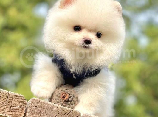 Safkan Pomeranian Boo Yavrularımız görsel