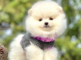 Safkan Pomeranian Boo Yavrularımız