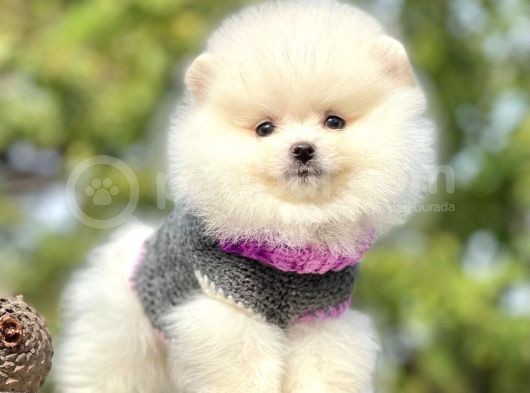 Safkan Pomeranian Boo Yavrularımız