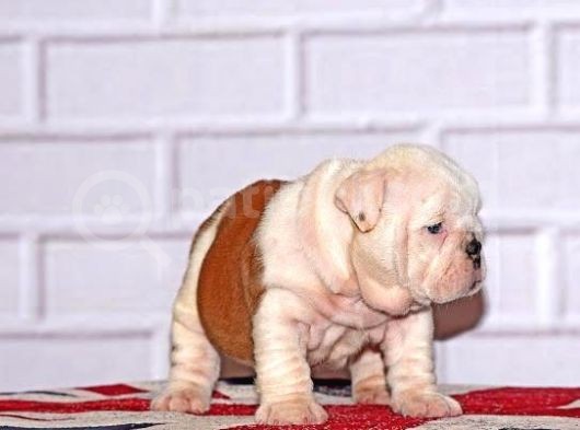 İngi̇li̇z Bulldog Yavrular Tesli̇me Hazır görsel