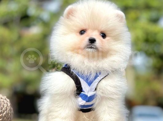 Safkan Pomeranian Boo Yavrularımız görsel