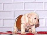 İngi̇li̇z Bulldog Yavru