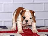 Yavru English Bulldog