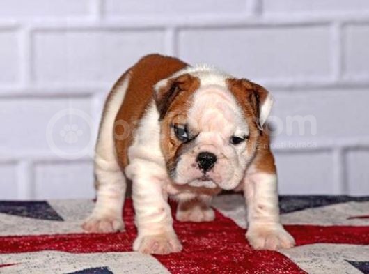 Yavru English Bulldog