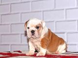 İngi̇li̇z Bulldog Yavru