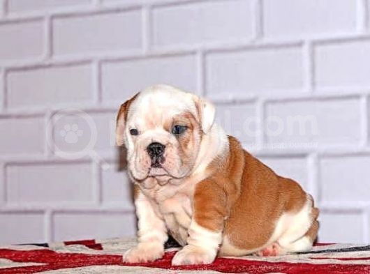 İngi̇li̇z Bulldog Yavru görsel
