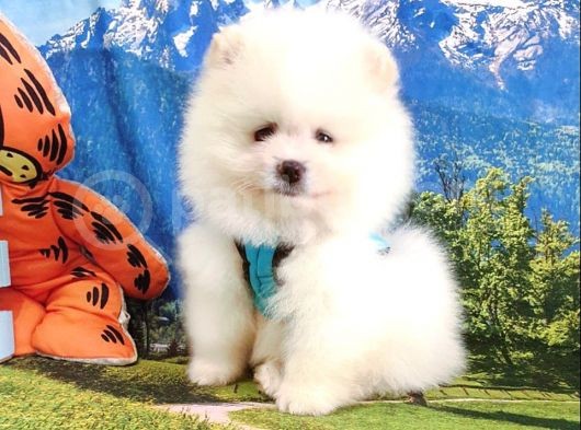 Pomeranian Boo Teddy Bear Yavrular görsel
