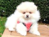 Orjinal Pomeranian Boo Yavrularımız