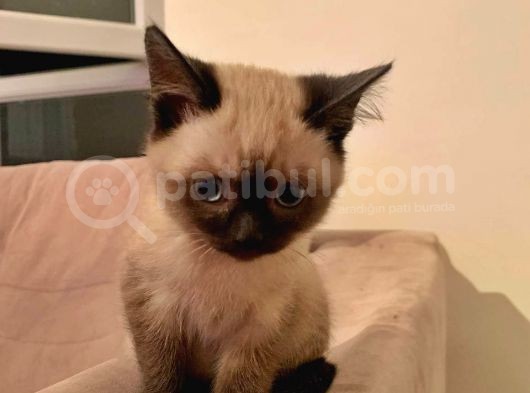 Blue Poi̇nt Yavrular Dünyalar Tatlisi Tc De Tek