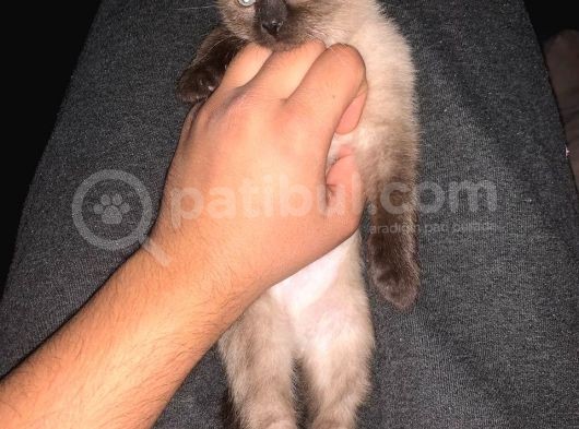 Blue Poi̇nt Yavrular Dünyalar Tatlisi Tc De Tek görsel