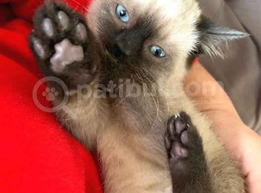 Blue Poi̇nt Yavrular Dünyalar Tatlisi Tc De Tek görsel