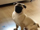 5 Aylık Orijinal Gül Kuyruk Pug Mops