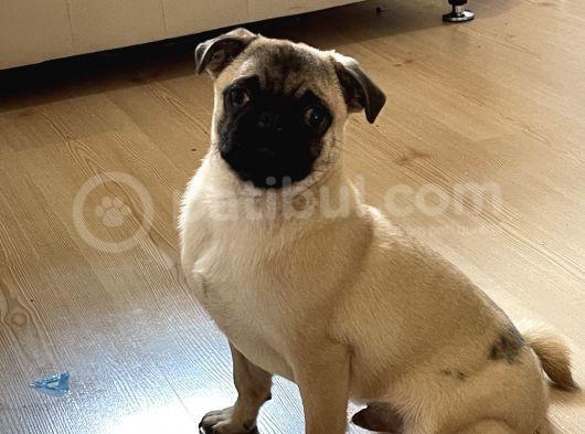 5 Aylık Orijinal Gül Kuyruk Pug Mops görsel