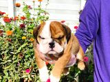 A Kalite İngiliz Bulldog Yavrularımız Sizlerle