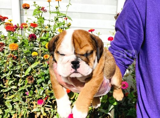 A Kalite İngiliz Bulldog Yavrularımız Sizlerle görsel