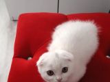Scottish Fold