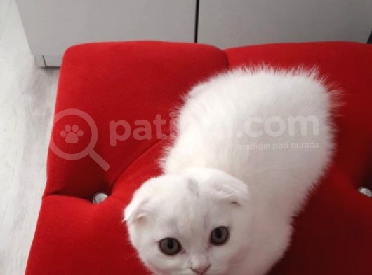 Scottish Fold görsel