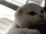 Scottish Fold