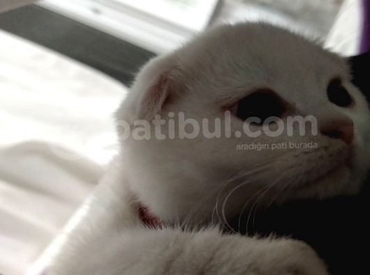 Scottish Fold görsel