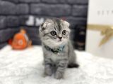 Show Class Scottish Fold