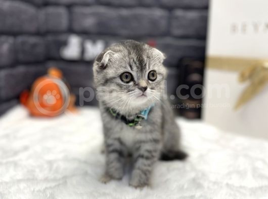 Show Class Scottish Fold