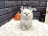Muhteşem Surat Yapisina Sahi̇p British Longhair