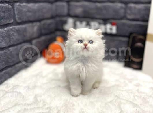 Muhteşem Surat Yapisina Sahi̇p British Longhair görsel