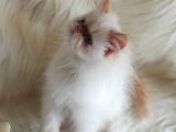 Oyuncu Yumurcak British Shorthair Erkek Yavrumuz 