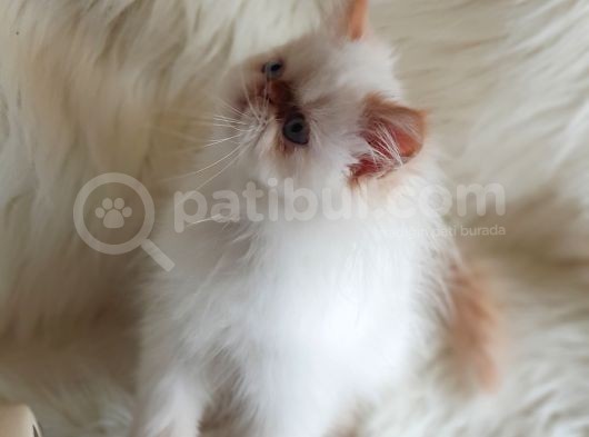Oyuncu Yumurcak British Shorthair Erkek Yavrumuz  görsel