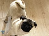 5 Aylık Orijinal Gül Kuyruk Pug Mops