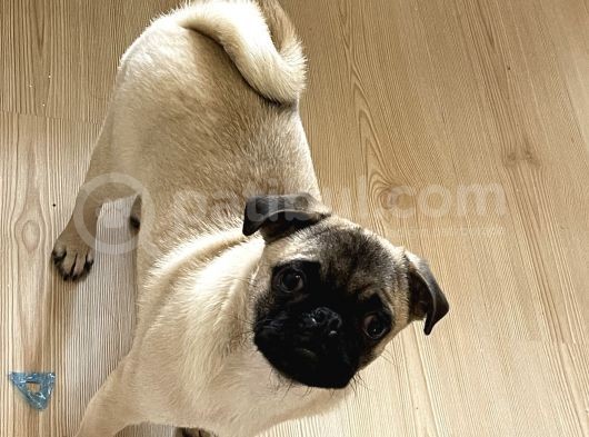 5 Aylık Orijinal Gül Kuyruk Pug Mops görsel