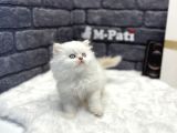 Muhteşem Surat Yapisina Sahi̇p British Longhair
